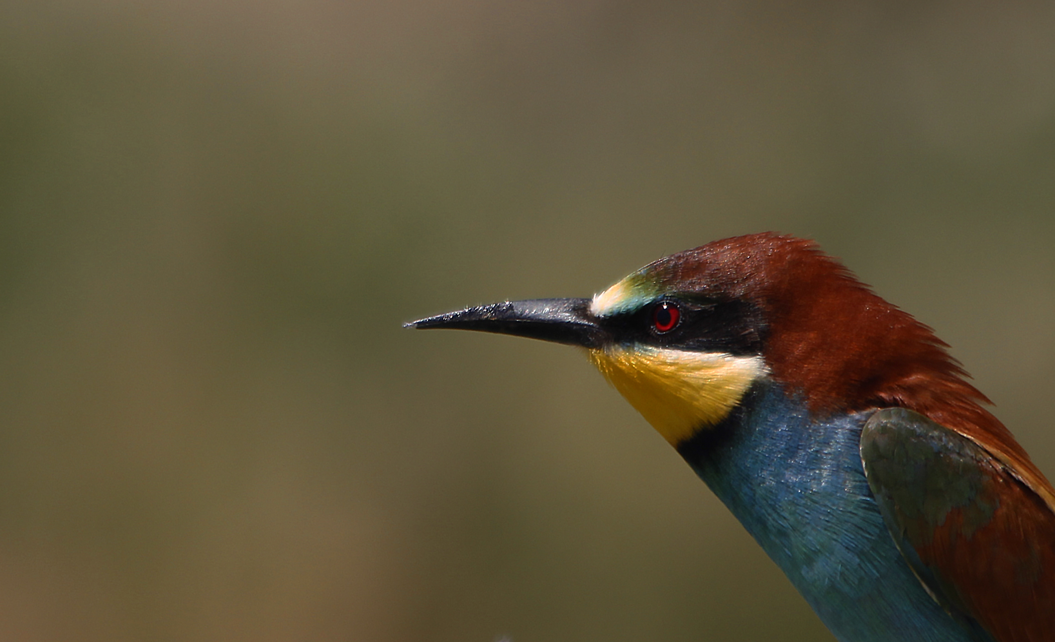 European Bee-eater